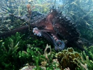 Seen exploring Wellington's Taputeranga Marine Reserve