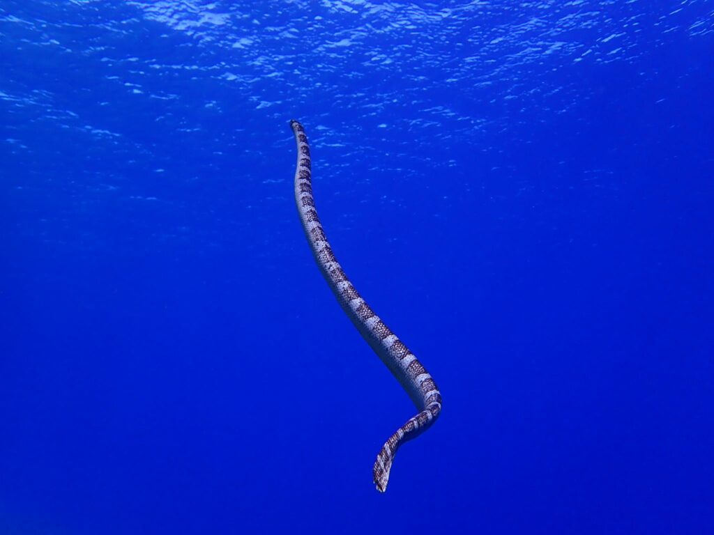 Native Niuean Katuali Sea Snake