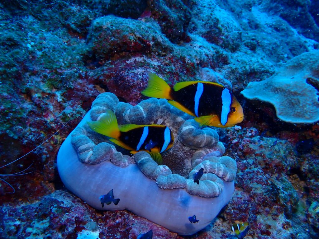 Clownfish and their anemone