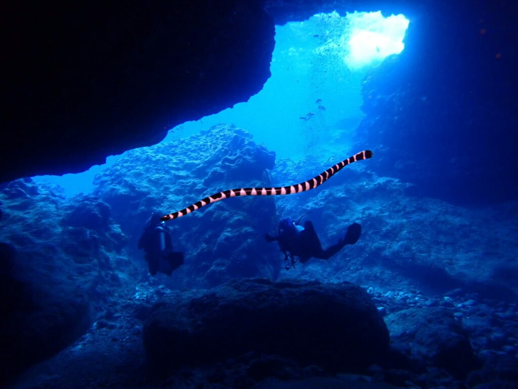 Banded Sea Krait (sea snake) in a cave
