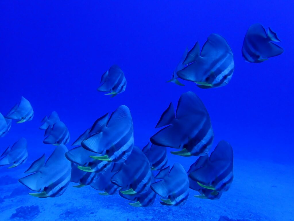 A school of Batfish