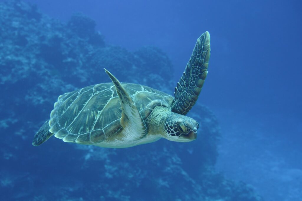 A Green Turtle