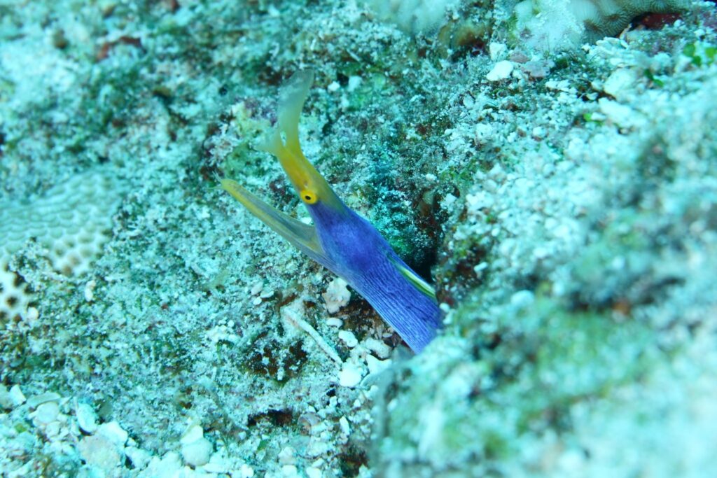 A Ribbon Eel