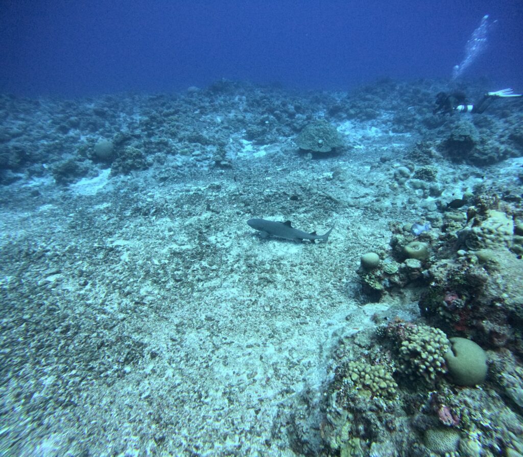 A White Tip Reef Shark