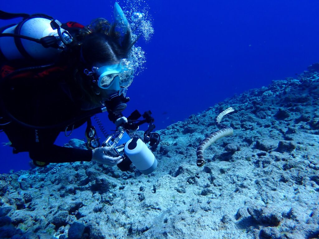 Scuba Diver watching a sea snake