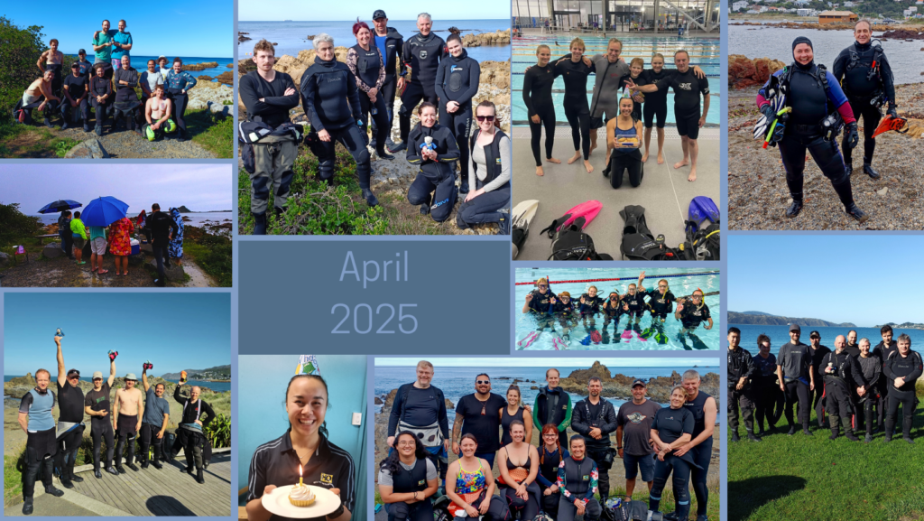 A collage of Dive Club Wellington divers at the beach and in the pool