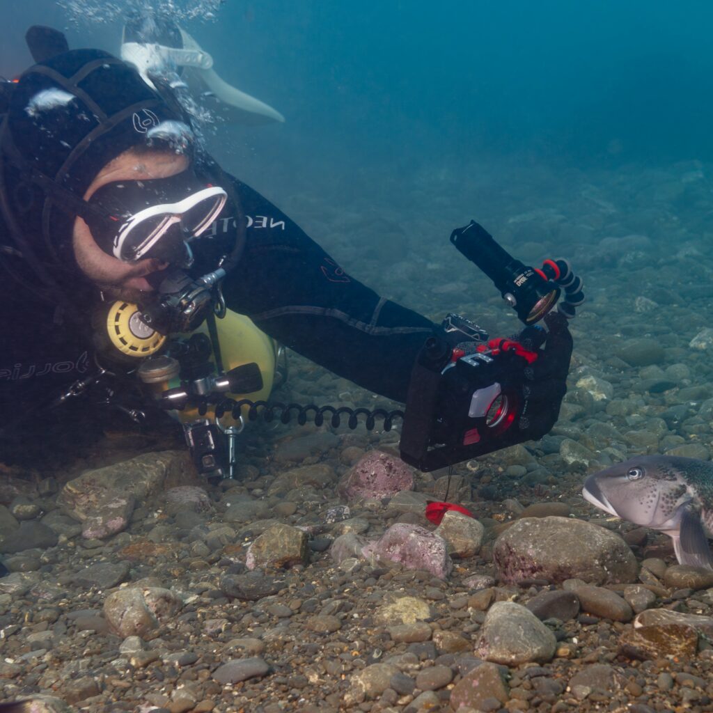 Diver taking photos of marine life as part of our Bioblitz