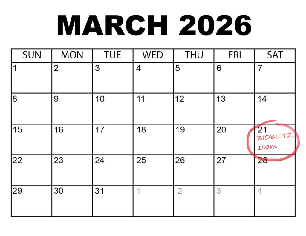 The calendar showing the launch date, 21st March 2026, for our Kau Bay Bioblitz in Wellington Harbour