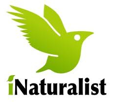 iNaturalist Logo