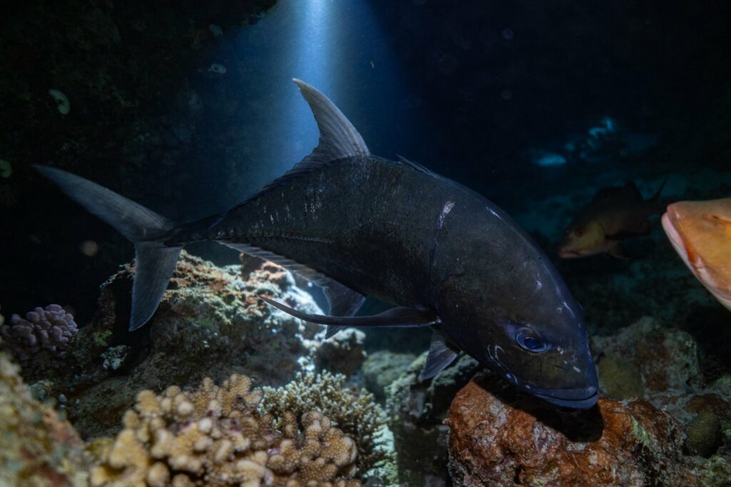 Giant Trevally on a night dive
