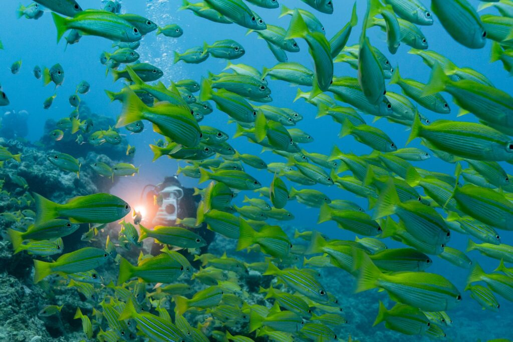 Divers hiding behind a school of fish