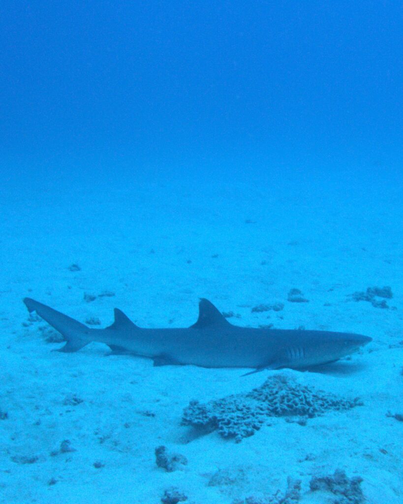 White Tip Reef Shark