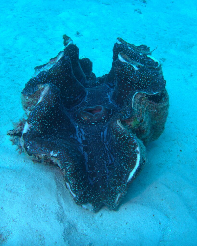 Giant Clam
Dive Club Wellington Trip to Australia