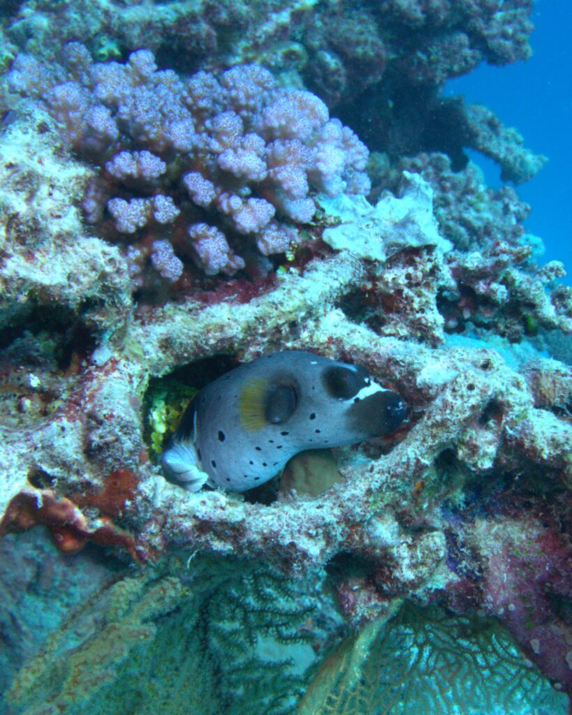 Masked Puffer Fish
Dive Club Wellington Trip to Australia