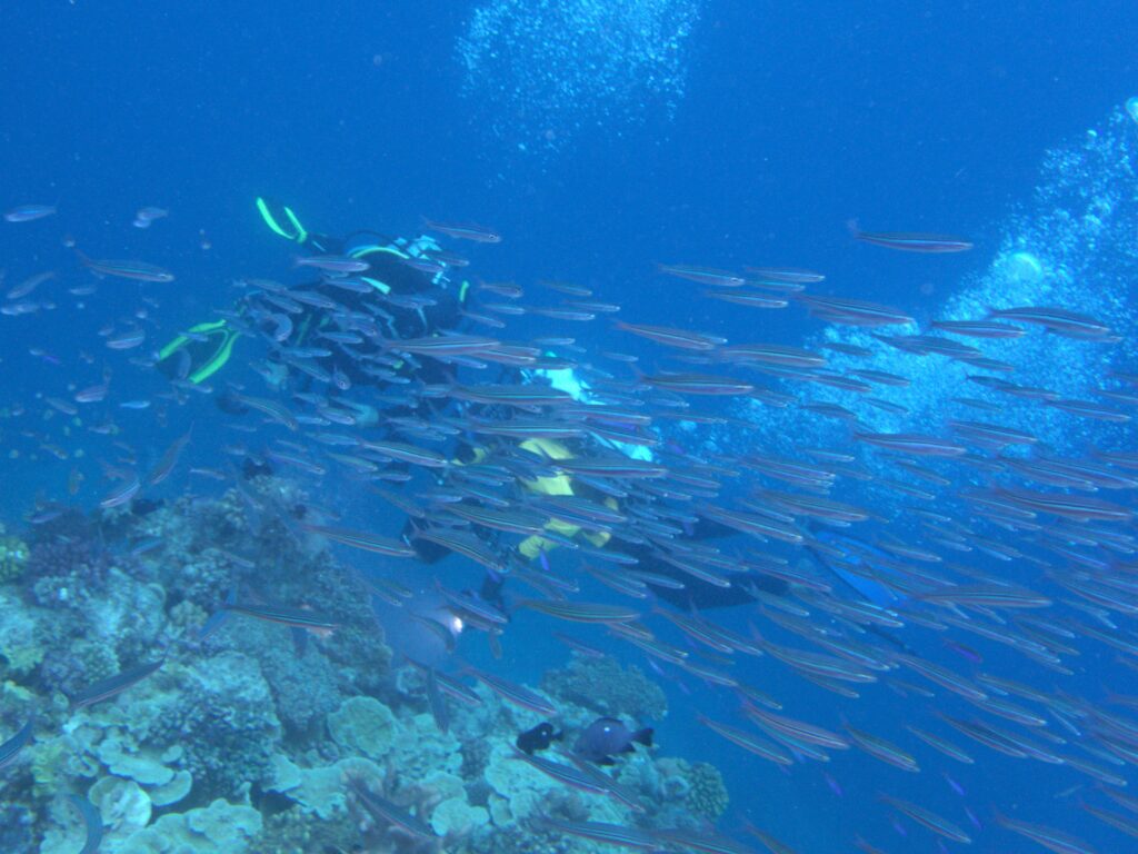 Divers on the Great Barrier Reef Club Trip