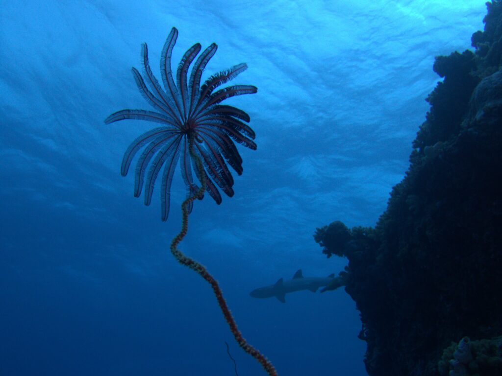 Crinoid Feather Star being photo bombed by a White Tip Reef Shark