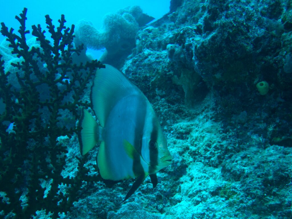 Batfish spotted in Gotham City