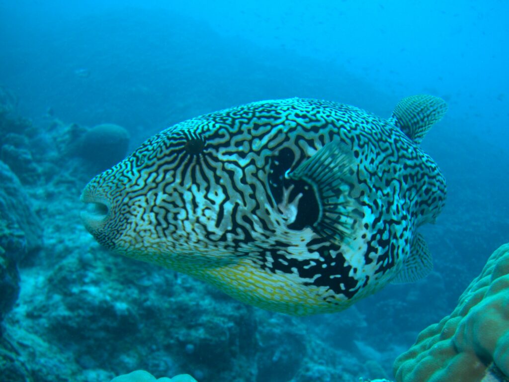 Map Puffer