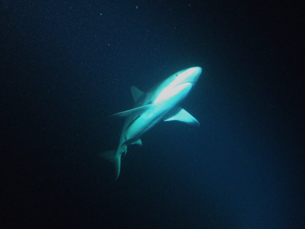 Reef Shark on a Great Barrier Reef night dive