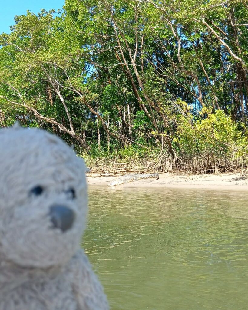 Dive Club Wellington Mascot Finn on a Crocodile Tour along the Daintree River with 'Scar'